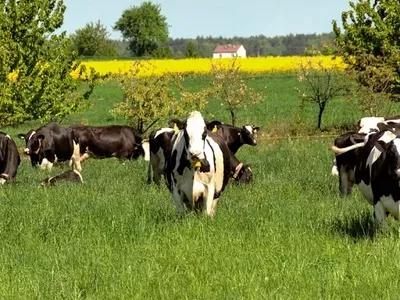 krowy-04