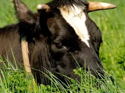 krowy-11