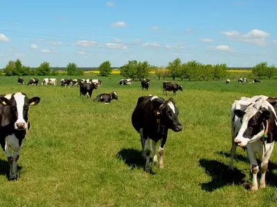 krowy-12