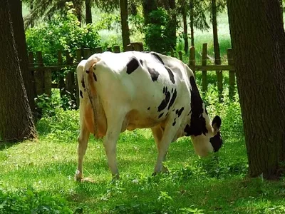 krowy-15